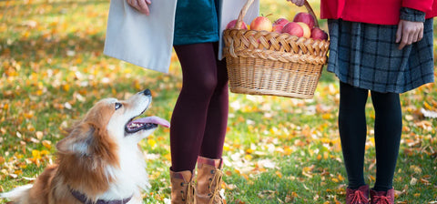 Top 10 Apple Harvest Festivals You Won’t Want to Miss in the U.S.