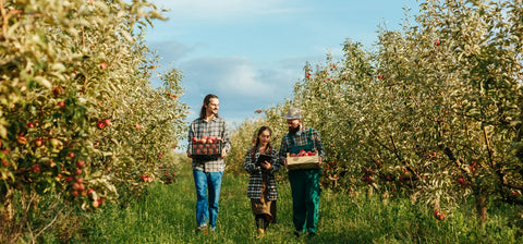10 Popular Apple Varieties and Their Best Uses