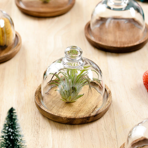 Glass Dome with Wooden Base – Mini Dessert & Macaron Display Stand