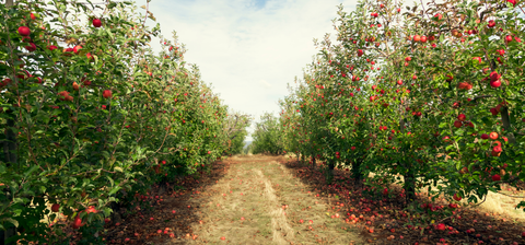 Top 10 Best Apple Orchards in the U.S. to Visit This Fall